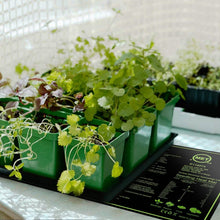 将图片加载到图库查看器,10" x 20" Seedling Heat Mat for Seed Germination