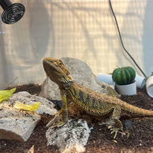Load image into Gallery viewer, 2-Pieces: 150W Infrared Reptile Heat Lamp No Light Emitting