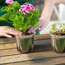 Load image into Gallery viewer, 30-Pieces: Plant Nursery Pots PET Flower Seed Starting Pots Container with Dome Drainage Holes