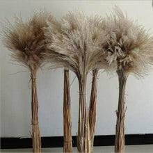 将图片加载到图库查看器,50Pcs/Bunch 50cm Natural Phragmites Reed Flowers Bulrush Bouquet Big Dried Pampas Grass Wedding Decoration Home Fall Decor