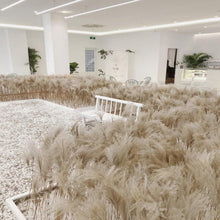 将图片加载到图库查看器,50Pcs/Bunch 50cm Natural Phragmites Reed Flowers Bulrush Bouquet Big Dried Pampas Grass Wedding Decoration Home Fall Decor