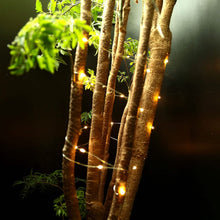 将图片加载到图库查看器,6-Pack: LED String Lights