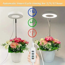 Load image into Gallery viewer, Full Spectrum LED Halo Plant Light With Stand Height Adjustable Auto Timer