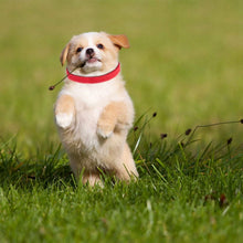 Load image into Gallery viewer, 12-Piece: Whelping ID Collars Color Set
