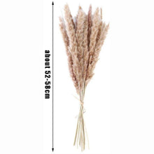 Load image into Gallery viewer, 30/50pcs Bulrush Natural Dried Small Pampas Grass Artificial Decor Wedding Flower Bunch Home Office  Floor Vase Filler for Living Room Kitchen And Event Decoration
