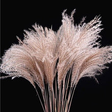 将图片加载到图库查看器，50Pcs/Bunch 50cm Natural Phragmites Reed Flowers Bulrush Bouquet Big Dried Pampas Grass Wedding Decoration Home Fall Decor

