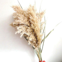 将图片加载到图库查看器，50Pcs/Bunch 50cm Natural Phragmites Reed Flowers Bulrush Bouquet Big Dried Pampas Grass Wedding Decoration Home Fall Decor
