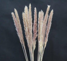 Load image into Gallery viewer, Home Store Wedding Bulrush Natural Dried Flowers Small Pampas Grass Phragmites Communis Decoration for Floor Vase Filler for Living Room Kitchen Decor

