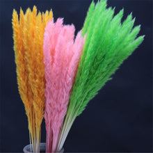 Load image into Gallery viewer, Home Store Wedding Bulrush Natural Dried Flowers Small Pampas Grass Phragmites Communis Decoration for Floor Vase Filler for Living Room Kitchen Decor
