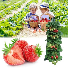 Load image into Gallery viewer, Upside Down Tomato Grow Bag
