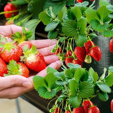 Load image into Gallery viewer, Upside Down Tomato Grow Bag
