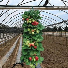 Load image into Gallery viewer, Upside Down Tomato Grow Bag
